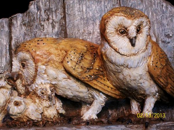 Barn Owls