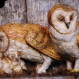 Barn Owls