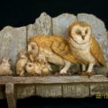 Barn Owls