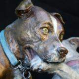 PITT BULL PORTRAITS